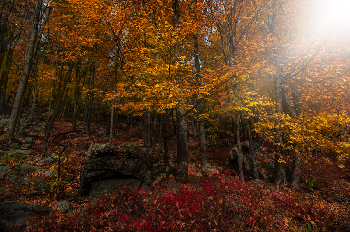 Federal Reserve Bank